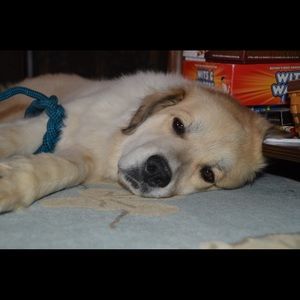 Meet your Posher, Anna